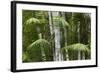 Bamboo Stand, Asa Wright Nature Area-Ken Archer-Framed Photographic Print