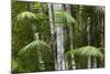 Bamboo Stand, Asa Wright Nature Area-Ken Archer-Mounted Photographic Print