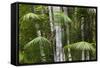 Bamboo Stand, Asa Wright Nature Area-Ken Archer-Framed Stretched Canvas