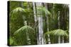 Bamboo Stand, Asa Wright Nature Area-Ken Archer-Stretched Canvas