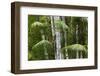 Bamboo Stand, Asa Wright Nature Area-Ken Archer-Framed Photographic Print