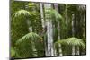 Bamboo Stand, Asa Wright Nature Area-Ken Archer-Mounted Photographic Print