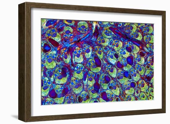 Bamboo Stem, Light Micrograph-Dr. Keith Wheeler-Framed Photographic Print