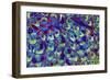 Bamboo Stem, Light Micrograph-Dr. Keith Wheeler-Framed Photographic Print