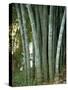 Bamboo Stems in the Peradeniya Botanical Gardens in Kandy, Sri Lanka-Sassoon Sybil-Stretched Canvas