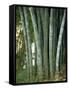 Bamboo Stems in the Peradeniya Botanical Gardens in Kandy, Sri Lanka-Sassoon Sybil-Framed Stretched Canvas