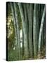 Bamboo Stems in the Peradeniya Botanical Gardens in Kandy, Sri Lanka-Sassoon Sybil-Stretched Canvas