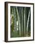 Bamboo Stems in the Peradeniya Botanical Gardens in Kandy, Sri Lanka-Sassoon Sybil-Framed Photographic Print