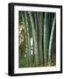 Bamboo Stems in the Peradeniya Botanical Gardens in Kandy, Sri Lanka-Sassoon Sybil-Framed Photographic Print