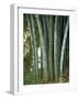 Bamboo Stems in the Peradeniya Botanical Gardens in Kandy, Sri Lanka-Sassoon Sybil-Framed Photographic Print