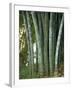 Bamboo Stems in the Peradeniya Botanical Gardens in Kandy, Sri Lanka-Sassoon Sybil-Framed Photographic Print