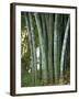 Bamboo Stems in the Peradeniya Botanical Gardens in Kandy, Sri Lanka-Sassoon Sybil-Framed Photographic Print