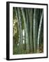 Bamboo Stems in the Peradeniya Botanical Gardens in Kandy, Sri Lanka-Sassoon Sybil-Framed Photographic Print