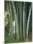 Bamboo Stems in the Peradeniya Botanical Gardens in Kandy, Sri Lanka-Sassoon Sybil-Mounted Photographic Print