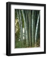 Bamboo Stems in the Peradeniya Botanical Gardens in Kandy, Sri Lanka-Sassoon Sybil-Framed Photographic Print