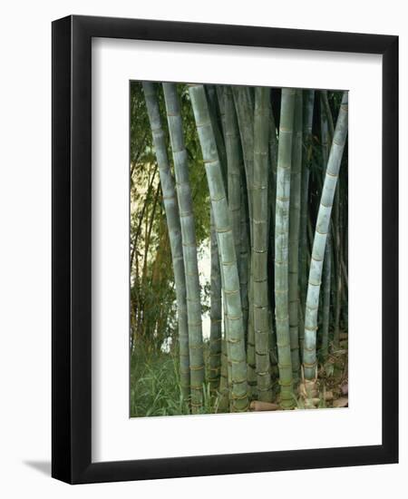 Bamboo Stems in the Peradeniya Botanical Gardens in Kandy, Sri Lanka-Sassoon Sybil-Framed Photographic Print