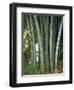 Bamboo Stems in the Peradeniya Botanical Gardens in Kandy, Sri Lanka-Sassoon Sybil-Framed Photographic Print