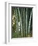 Bamboo Stems in the Peradeniya Botanical Gardens in Kandy, Sri Lanka-Sassoon Sybil-Framed Photographic Print