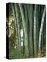 Bamboo Stems in the Peradeniya Botanical Gardens in Kandy, Sri Lanka-Sassoon Sybil-Stretched Canvas