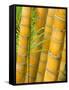 Bamboo Stems, Queensland Australia-David Wall-Framed Stretched Canvas