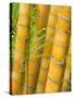 Bamboo Stems, Queensland Australia-David Wall-Stretched Canvas