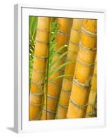 Bamboo Stems, Queensland Australia-David Wall-Framed Photographic Print