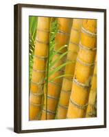 Bamboo Stems, Queensland Australia-David Wall-Framed Photographic Print