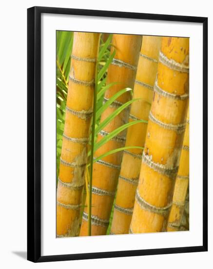 Bamboo Stems, Queensland Australia-David Wall-Framed Photographic Print