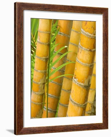 Bamboo Stems, Queensland Australia-David Wall-Framed Photographic Print