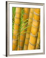 Bamboo Stems, Queensland Australia-David Wall-Framed Photographic Print