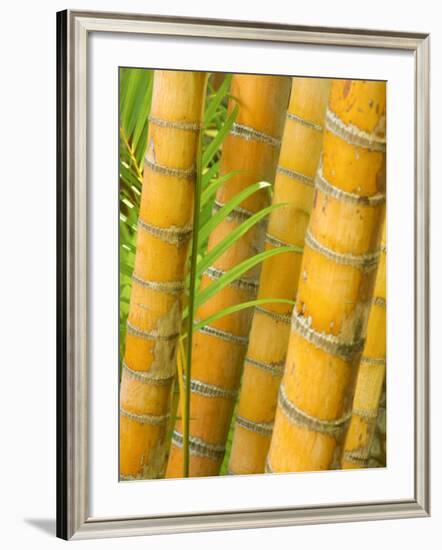 Bamboo Stems, Queensland Australia-David Wall-Framed Photographic Print