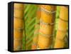 Bamboo Stems, Queensland Australia-David Wall-Framed Stretched Canvas