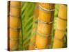 Bamboo Stems, Queensland Australia-David Wall-Stretched Canvas