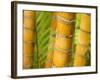 Bamboo Stems, Queensland Australia-David Wall-Framed Photographic Print