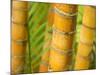 Bamboo Stems, Queensland Australia-David Wall-Mounted Photographic Print