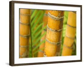 Bamboo Stems, Queensland Australia-David Wall-Framed Photographic Print