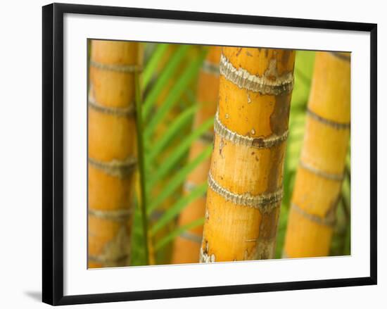 Bamboo Stems, Queensland Australia-David Wall-Framed Photographic Print