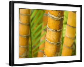 Bamboo Stems, Queensland Australia-David Wall-Framed Photographic Print