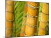 Bamboo Stems, Queensland Australia-David Wall-Mounted Photographic Print