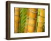 Bamboo Stems, Queensland Australia-David Wall-Framed Photographic Print