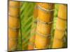 Bamboo Stems, Queensland Australia-David Wall-Mounted Photographic Print