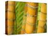 Bamboo Stems, Queensland Australia-David Wall-Stretched Canvas