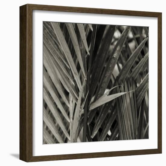 Bamboo Study I-Tang Ling-Framed Photographic Print