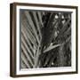 Bamboo Study I-Tang Ling-Framed Photographic Print