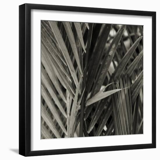 Bamboo Study I-Tang Ling-Framed Photographic Print