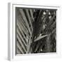 Bamboo Study I-Tang Ling-Framed Photographic Print