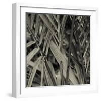 Bamboo Study II-Tang Ling-Framed Photographic Print