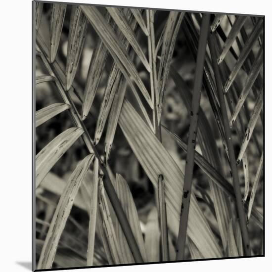 Bamboo Study II-Tang Ling-Mounted Photographic Print