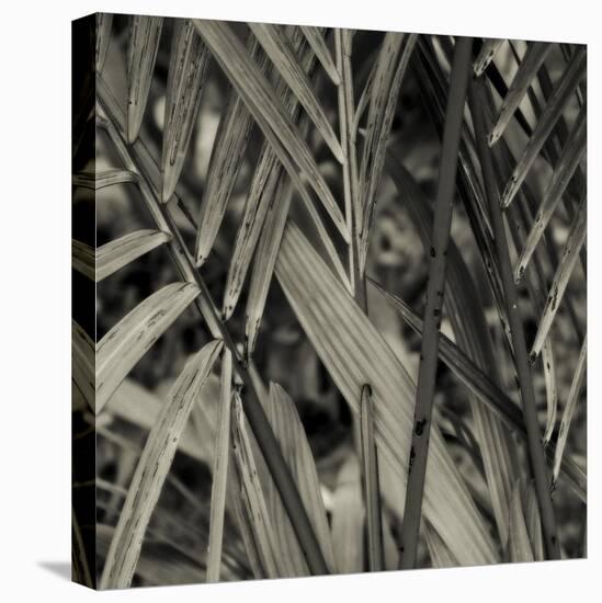 Bamboo Study II-Tang Ling-Stretched Canvas