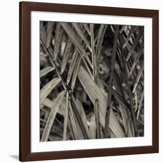 Bamboo Study II-Tang Ling-Framed Photographic Print